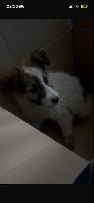 ЩЕНОК, нашли на улице порода неизвестна, на вид ему месяц, или два