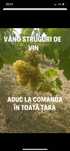 Struguri de vin din Vrancea