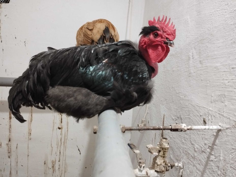 Cocoși de Gât Golaș de Transilvania si Leghorn