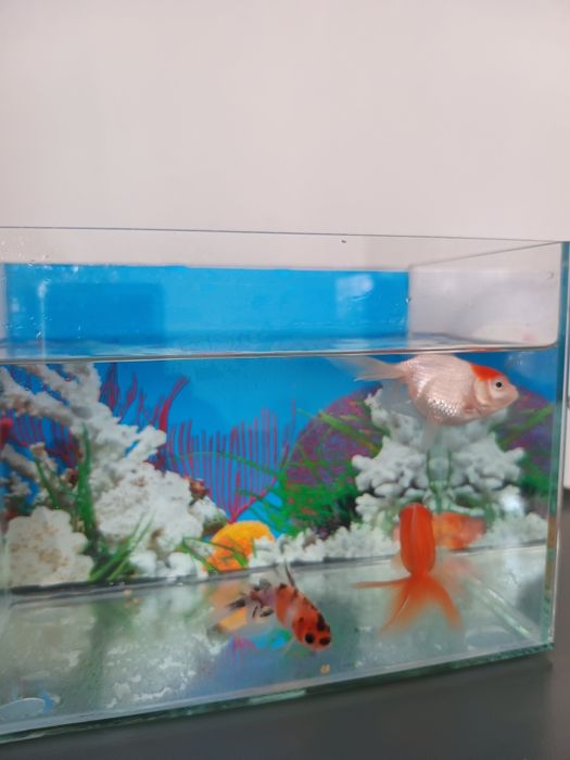 Acvariu cu 3 peștișori