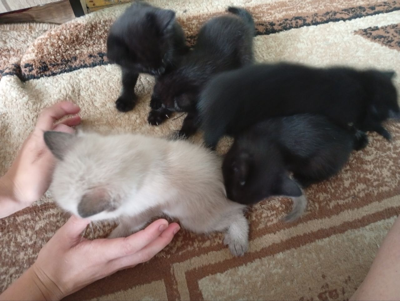 Отдадим котят породы Бамбей