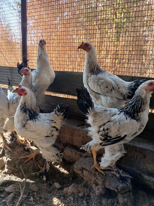 Продаются петухи порода брама 1 кг 50 тыс живого веса