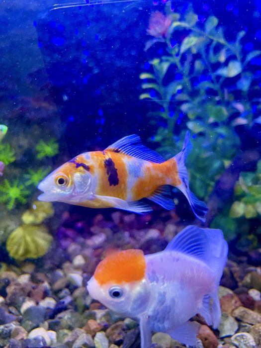 Аквариумные рыбки. Хищные мирные африка