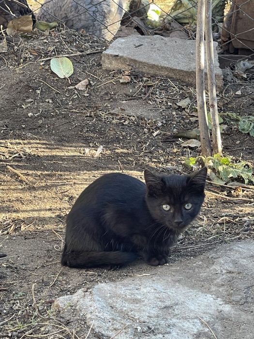 Отдам котика в добрые руки