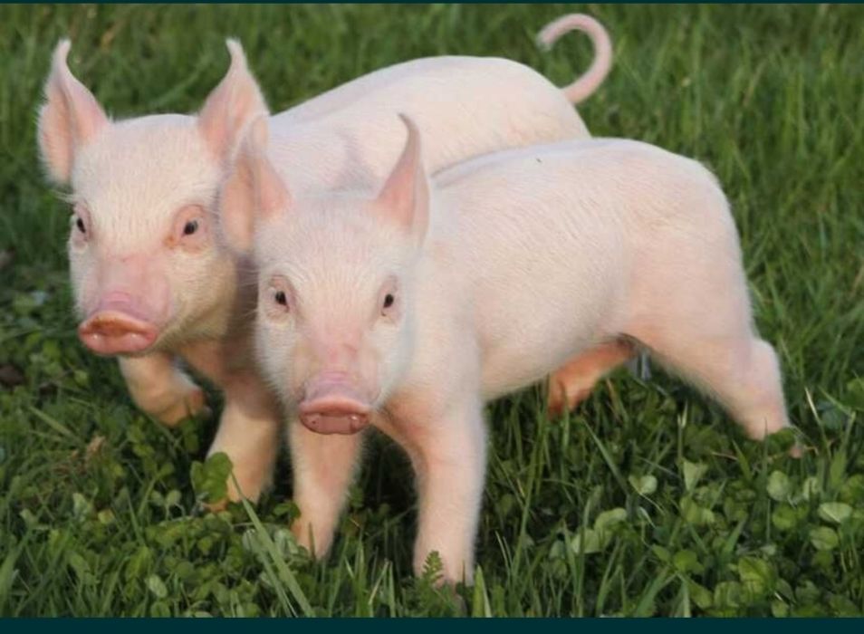 Режим свиней поросят