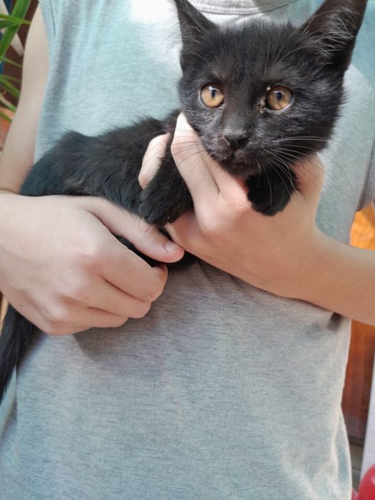 котята есть 4 штуки