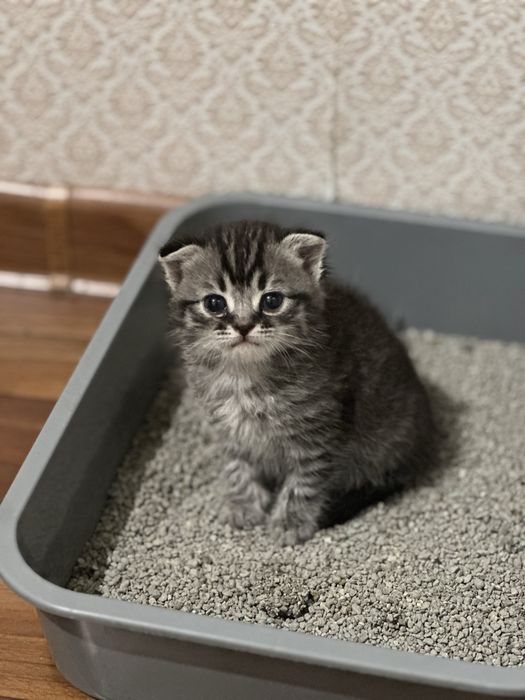 Отдам веслоухого котенка