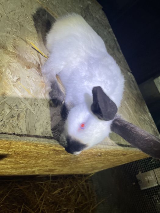 Urias de transilvania pui