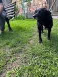 Catelusa combinata cu labrador negru royal