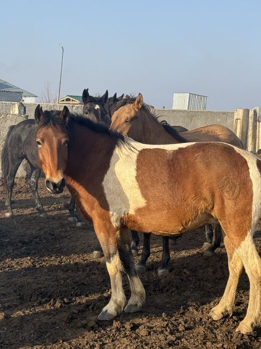 Бие сатылады соғымға қысыр