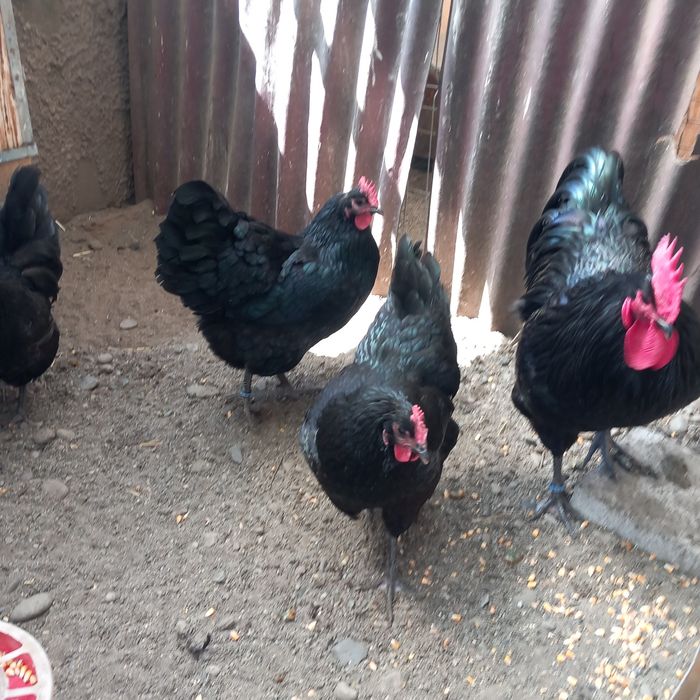 Disponibil o familie australop