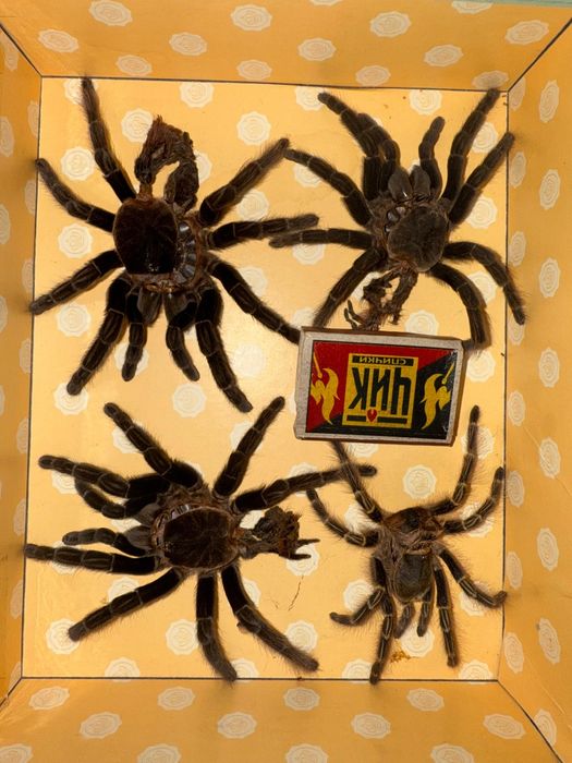 Продам шкурки от паука после линьки