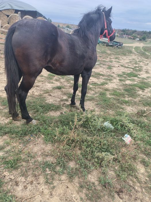 De vânzare o iapă de 8 ani pentru muncă preț 50 milioane absolut fixx