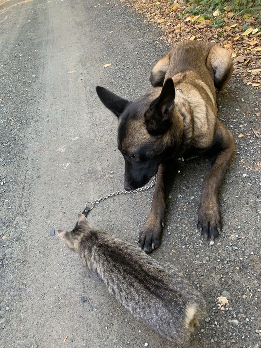 Dresaj canin, plimbare catei, corectare probleme comportament