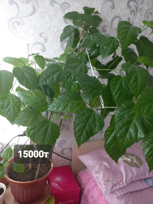 Цветы комнатные .
