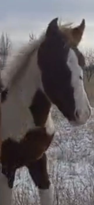 Продам  жеребят лошади