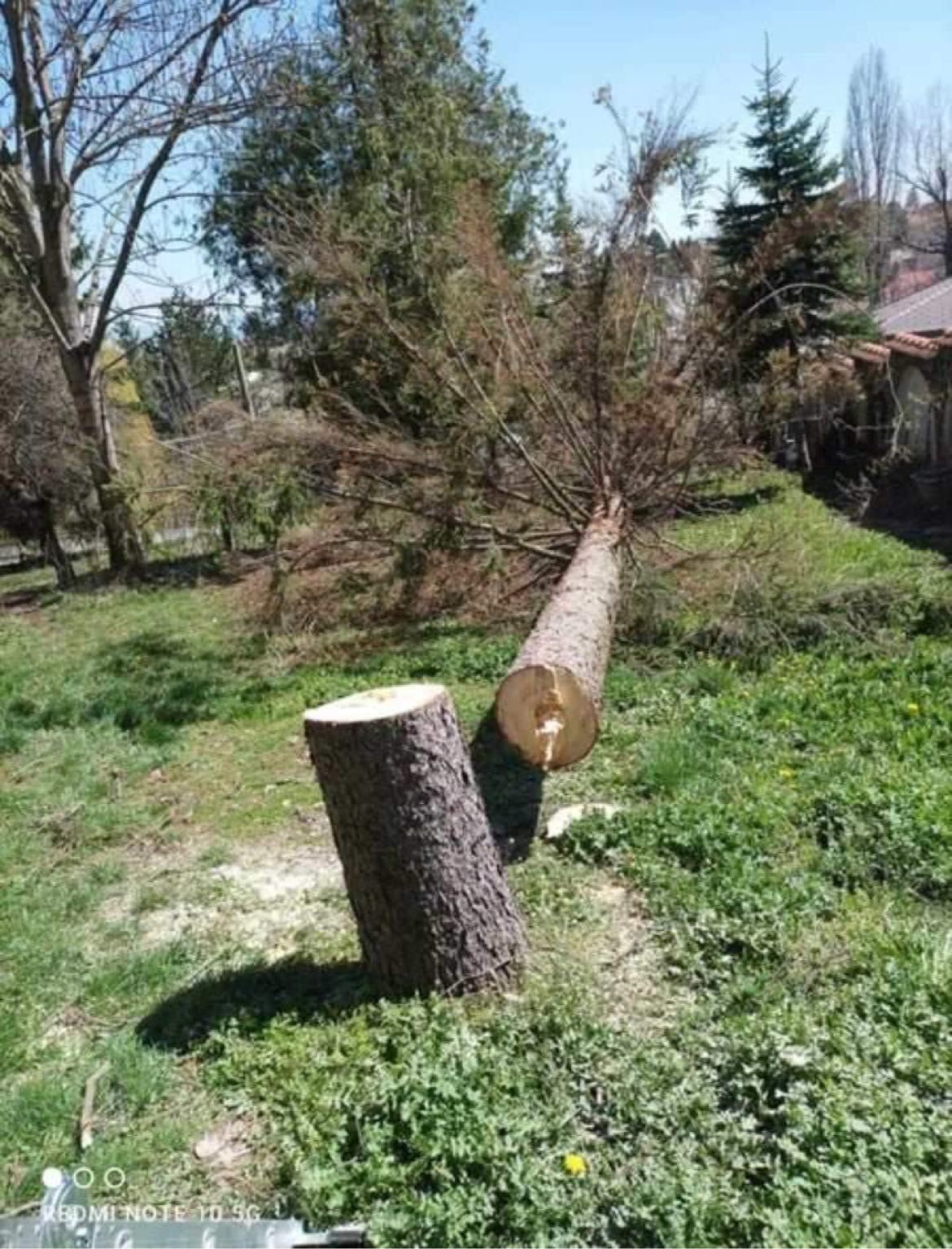 Рязане на опасни дървета и почистване на дворове