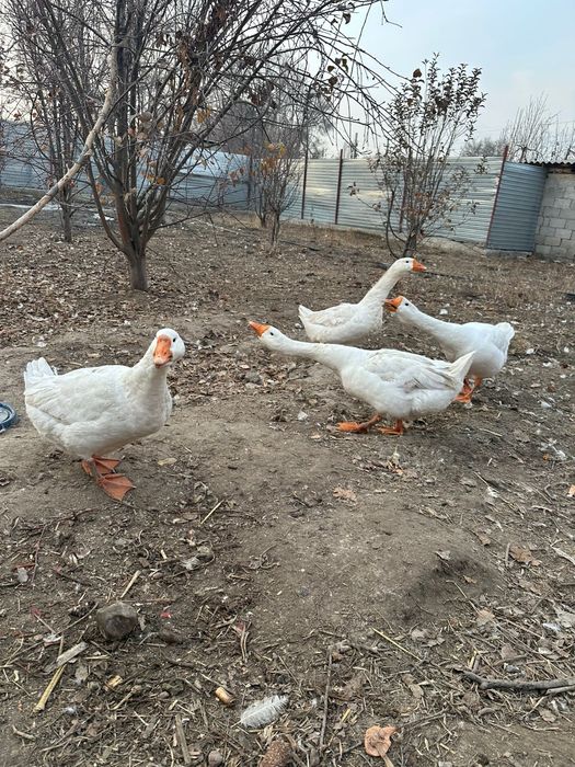 Гуси домашние молодые 4штук ,за 35000 тенге