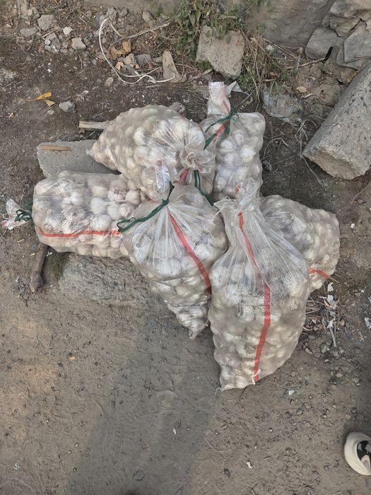 Чеснок доставка от 1 мешок