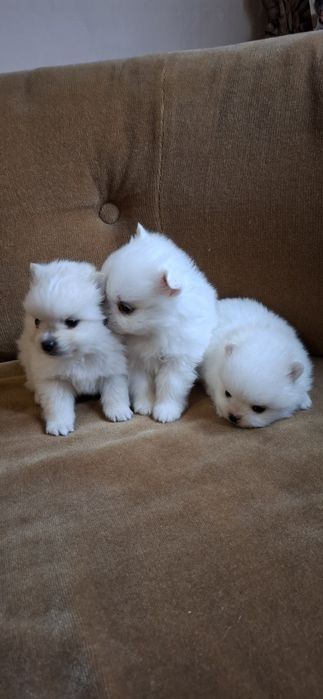 Мини Померанчета