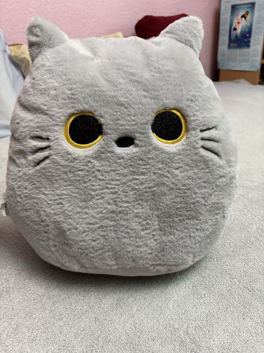 Perna pisicuta Waikiki