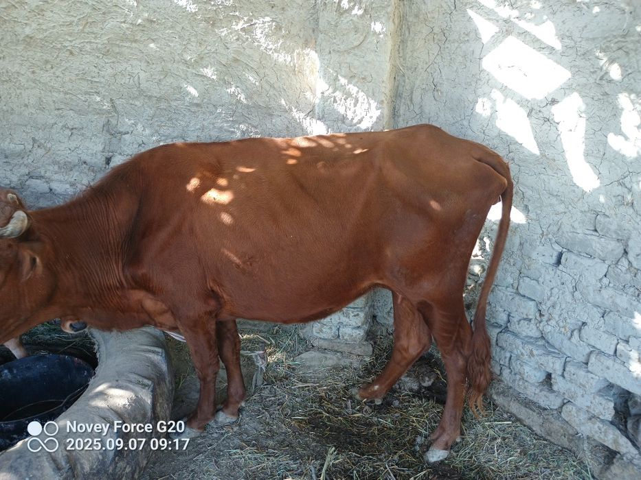 Ona bola sigir bolasi 3 oyli