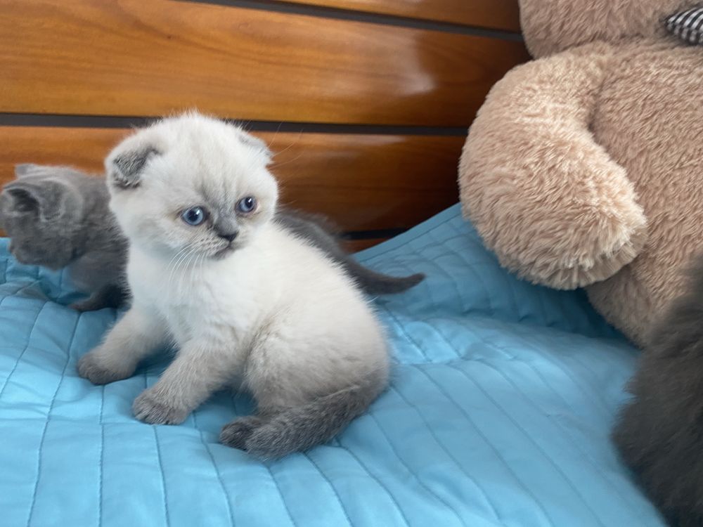 Британски котенца
