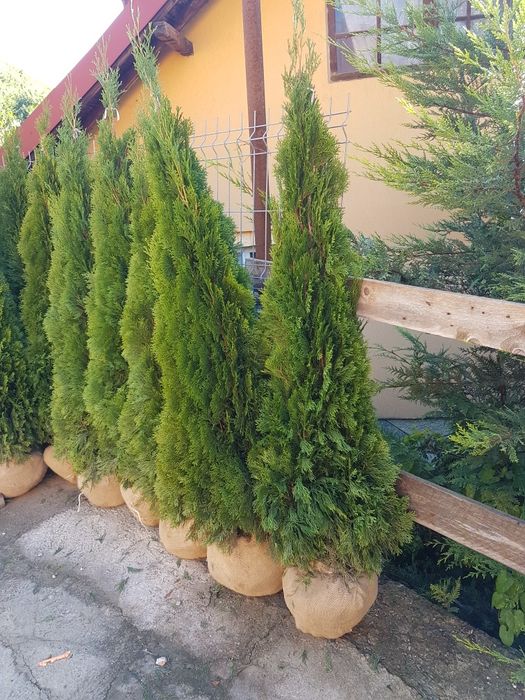 Vand plante ornamentale
