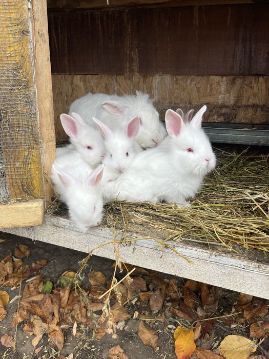 Iepurași cap de leu