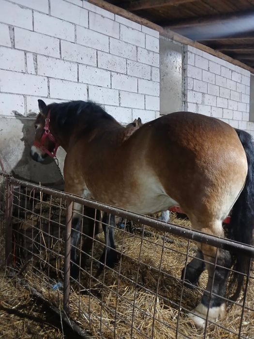 De vanzare iapa de 5 ani cu mânză de 6 luni