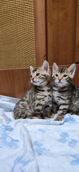 Золотистый Бенгал