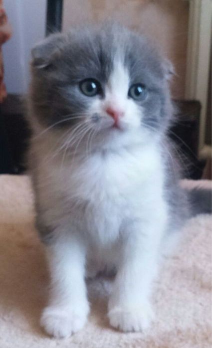 Scotyish fold baietel