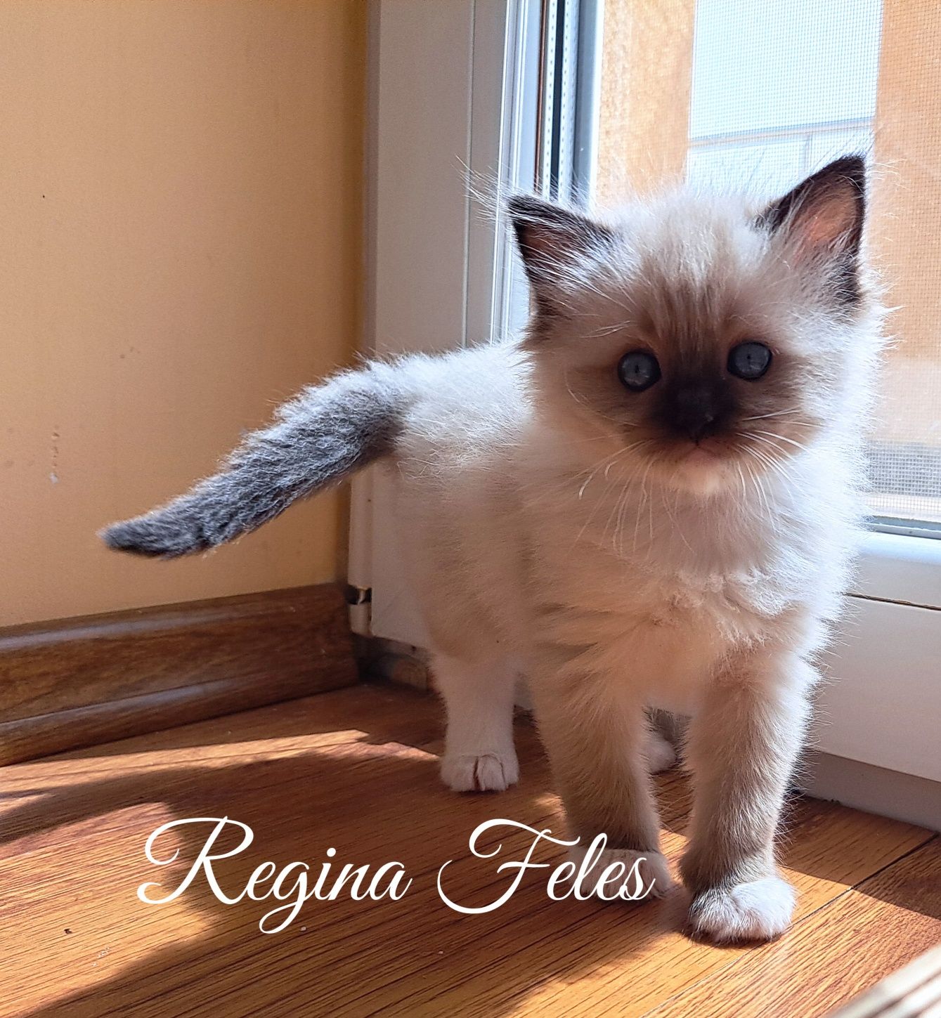 Рагдол коте с родословие / Ragdoll Cat Pedigree
