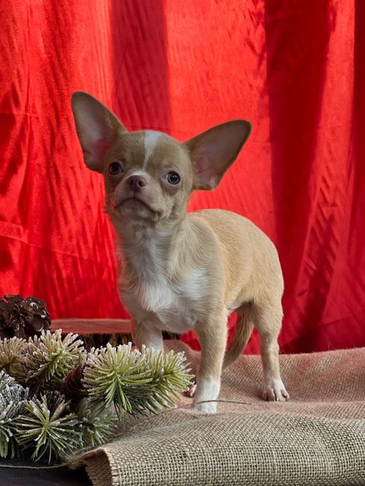 Чихуахуа щенки кобели