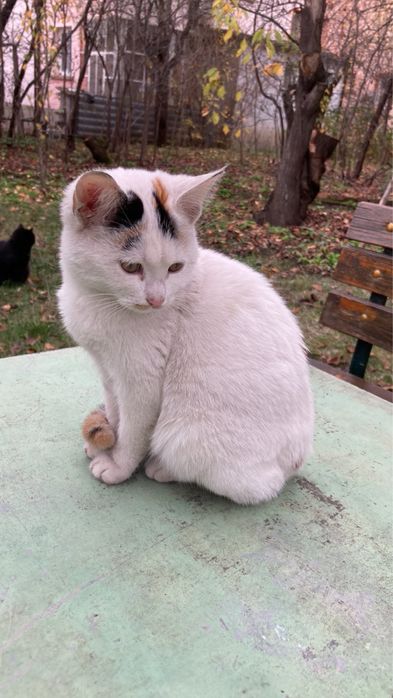 Подарявам коте на 6 месеца, обезпаразитено - женско