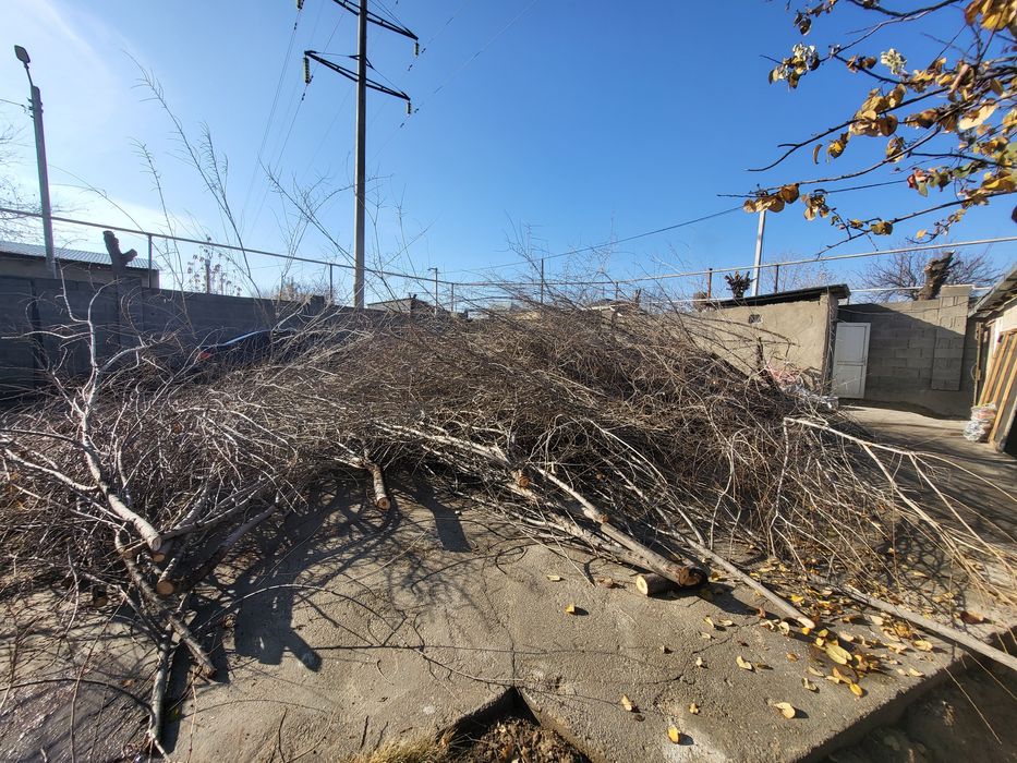 Отын, дрова. Отдам даром