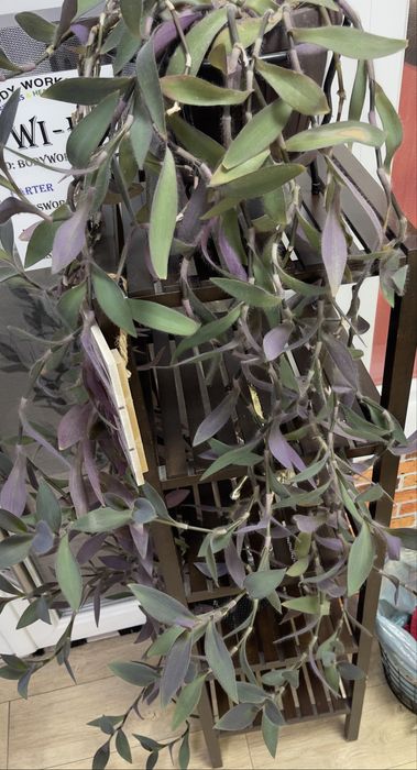 Tradescantia pallida (Purple Heart)
