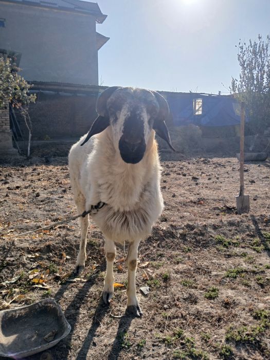 Домашний  животных .