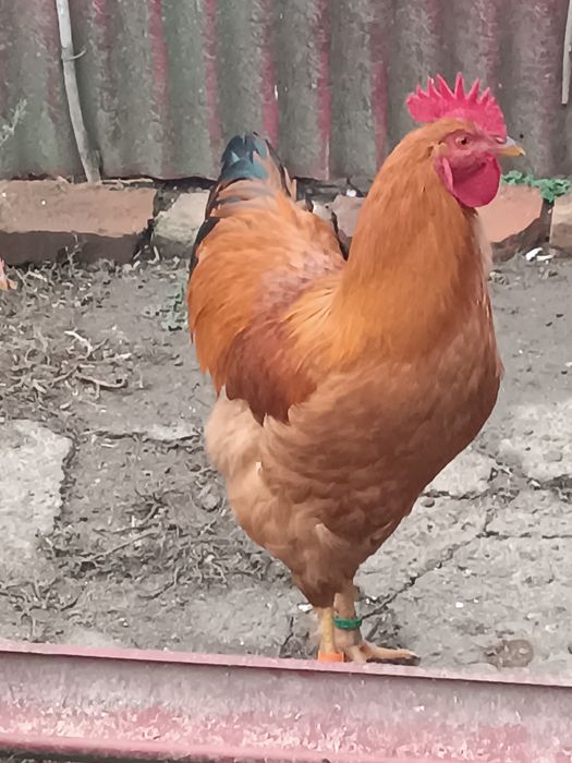 Cocoși New Hampshire