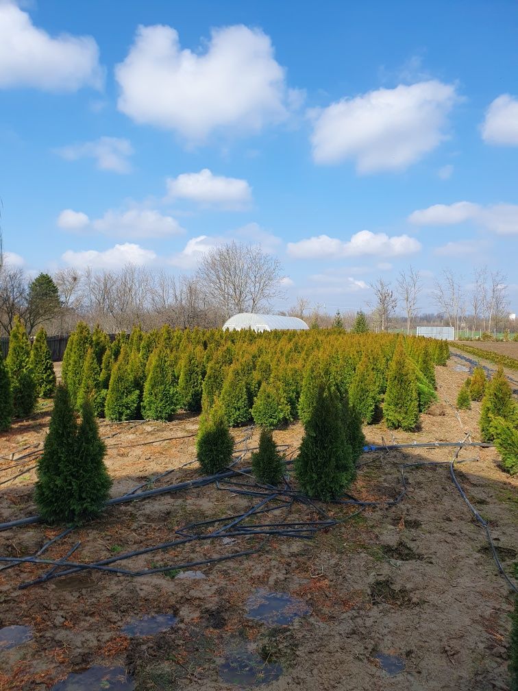 Brazi Thuja Plante Ornamentale