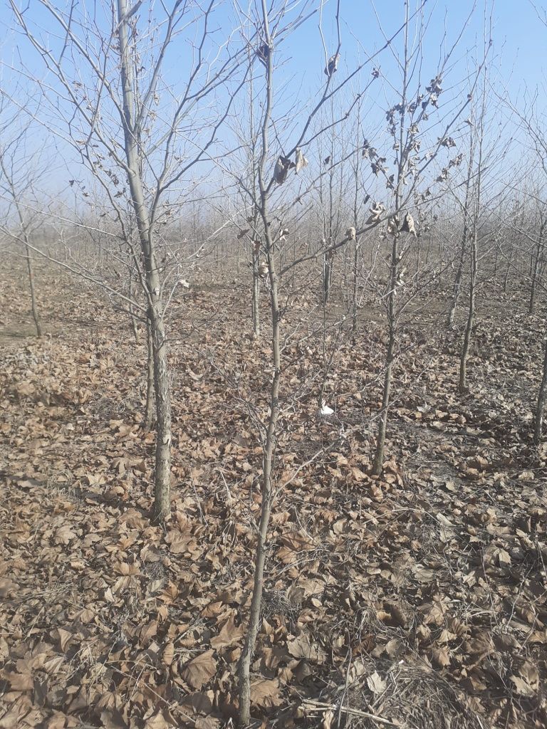 Mesteacan Alb (Betula Pendula)Platani,Tei,Frasin etc