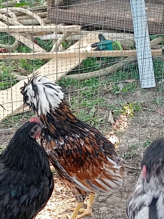 Cocoși 50 lei bucata