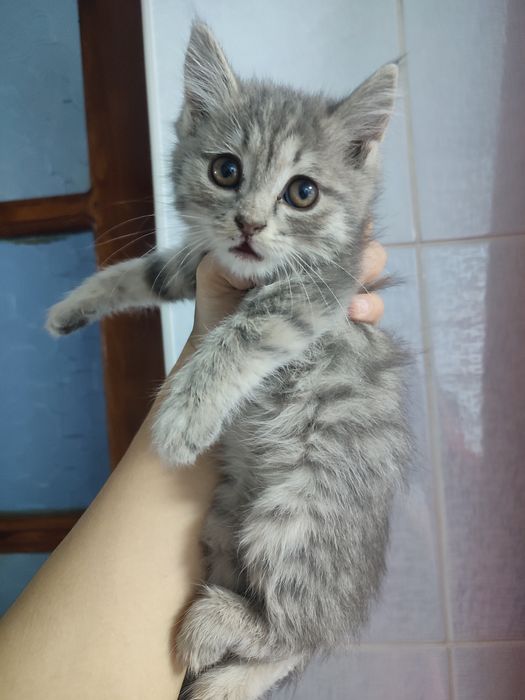 Отдам в хорошие руки кошечку