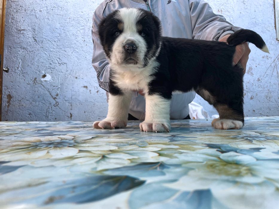 Щенок Алабая ( супер Гигант ) туркменский