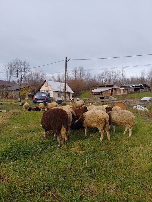 Vând 15 Neluțe droper preț 800 bucata