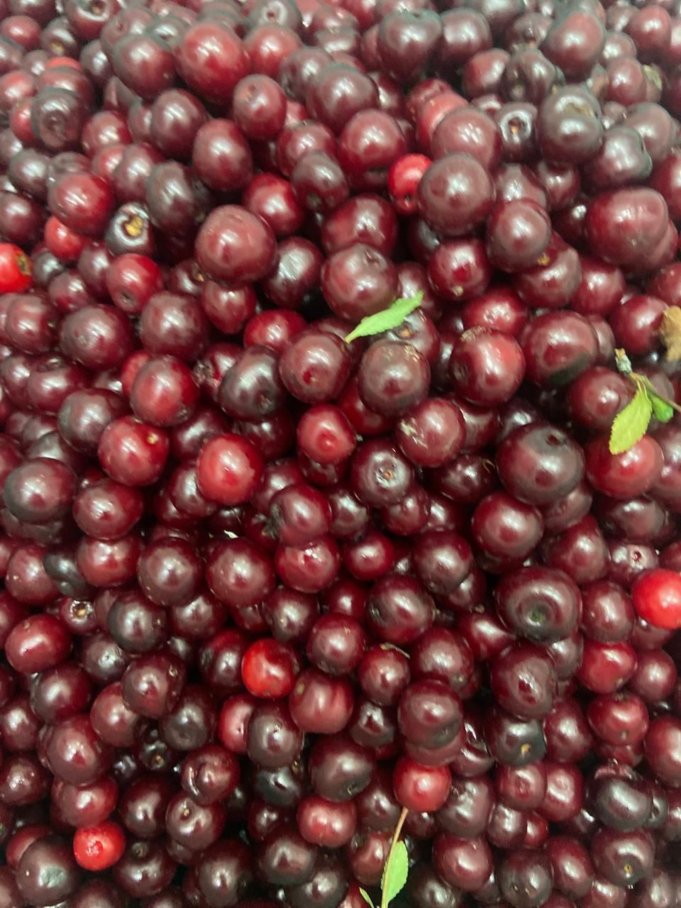 Продам вишню вкусную