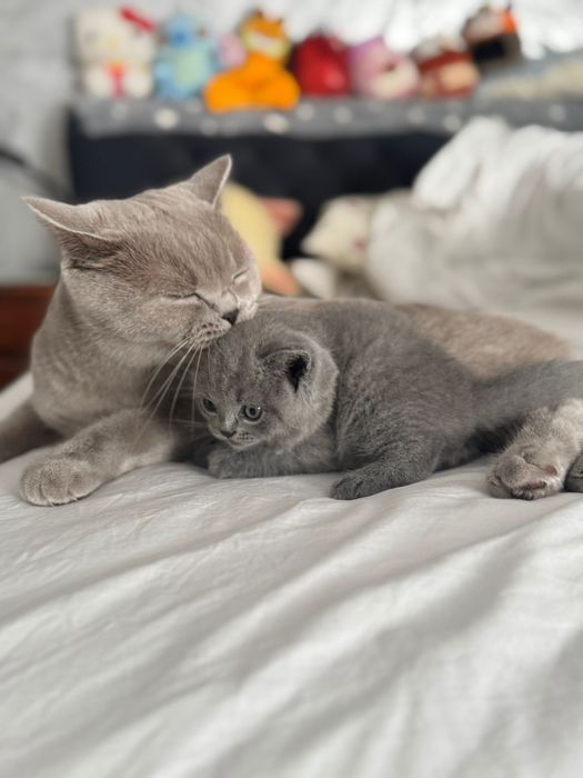 British shorthair blue