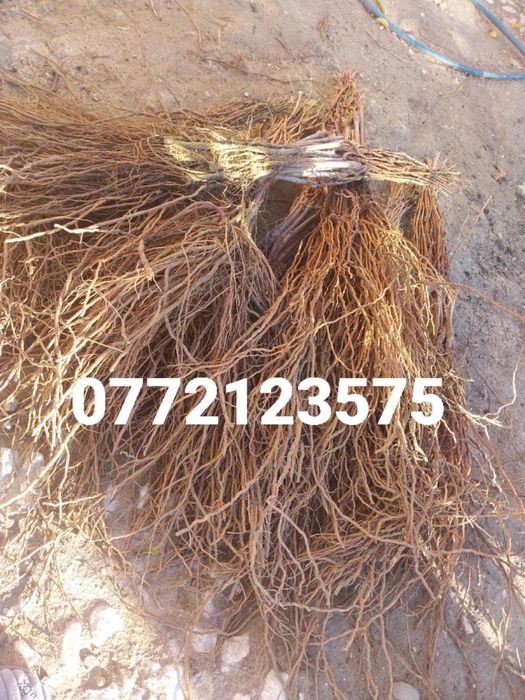 Butasi pregatiti de plantat