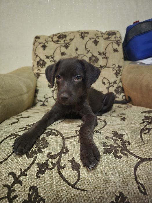 Kuchuk sotiladi parodasi Dobermen