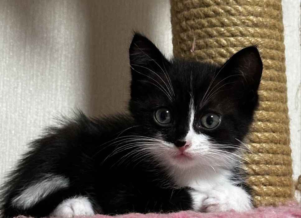 Отдам котят 2 мес